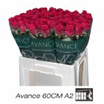 Red Naomi 60 cm (a2)