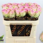 Brigitte Bardot 70cm