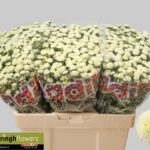 Chr San Mad Pompon White 55cm