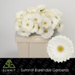 Ge Gr Fahrenheit 50cm