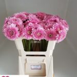 Ge Bv Pom Tracy 50cm