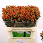 Hyp Tomato Flair 70cm