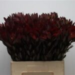 Leucodendro safari sunset 60cm