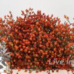 Rosa Magical Miracle 30cm