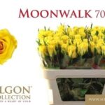 Moonwalk 70cm