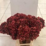 Hydrangea Dry (Ortensia Essiccata)