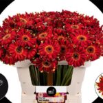 Ge Kv Pastini Novara 50cm