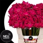 Ge Kv Pastini Roma 50cm