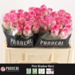Pink Shadow 50cm