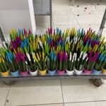 Sansevieria colorate (11 vasi)