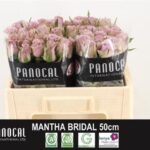 Samantha Bridal 50 cm