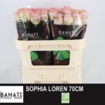 Sophia Loren 70cm