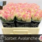 Avalanche Sorbet 50cm