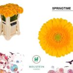 Ge Mi Springtime 50cm