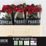 Tacazzi 50cm