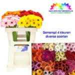 Ge Mi Gemengd(misti) 50cm