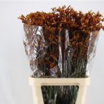 Anigoz Gold fever 80cm