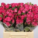 Purple Irischka 40cm