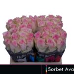 Avalanche Sorbet 40cm