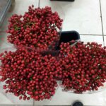 Rosa Easy hip hop 50cm