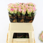 Brigitte Bardot 80cm