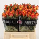 Careless Whisp 50 cm