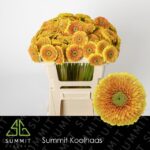 Ge Mb Bol Duran 50cm