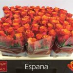 Espana 50cm