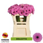Ge Mi Dolcetto 50cm