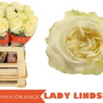 Lady Linsey 55cm