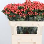 Hyp Mag Roy Princess 70cm