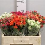 Gemengd Spray (misto) 50cm