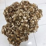 Hydrangea Dry Oro (Ortensia Essiccata)