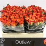 Outlaw 50cm