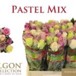 Pastel Mix 50cm