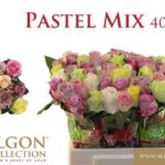 Pastel Mix 40cm
