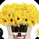 Ge Kv Pastini Sienna 50cm