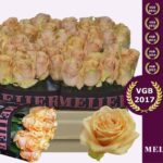 Pearl Avalanche 50cm