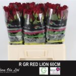 Red lion 60cm
