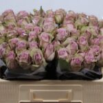 Samantha Bridal 40cm