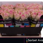 Avalanche Sorbet 60cm