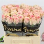 Sweet surrender 40cm