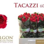 Tacazzi 60cm