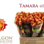 Tamara 60cm