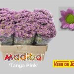 Chr San Mad Tanga Pink 55cm