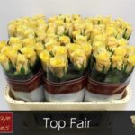 Top Fair 70cm