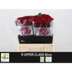 Upper Class 60cm