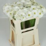 Ge Mi White star 50cm