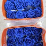 Mondial Blauw 60cm (Ecuador)