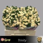 Trinity 50cm